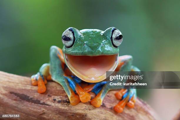 Portrait of a Javan gliding tree frog with mouth open, Indonesia