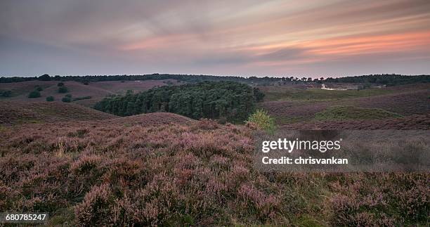 lavender heath landscape, veluwe gelderland, holland - chrisvankan stock pictures, royalty-free photos & images