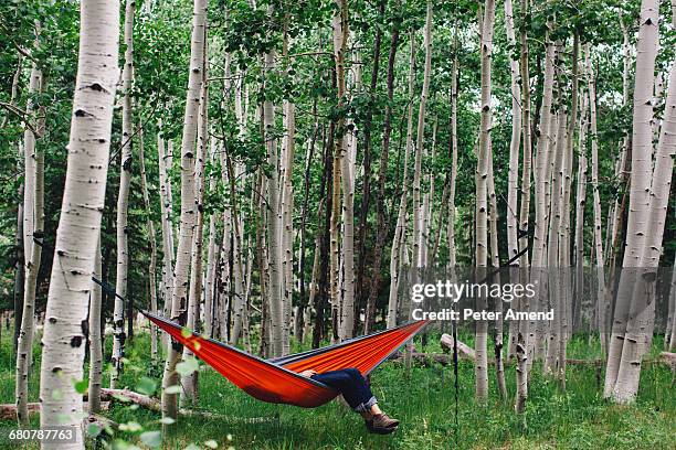 legs of man reclining in hammock in forest, lockett meadow, arizona, usa - flagstaff photos et images de collection