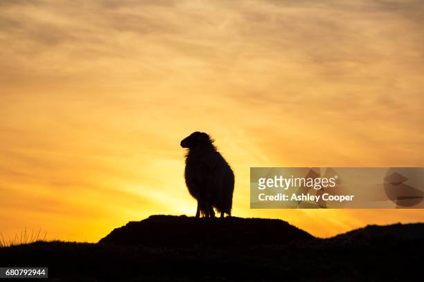 a herdwick sheep on loughrigg in the lake district at sunset, uk. - loughrigg fells - fotografias e filmes do acervo