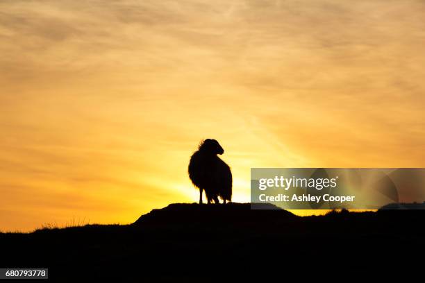 a herdwick sheep on loughrigg in the lake district at sunset, uk. - herdwick sheep stockfoto's en -beelden