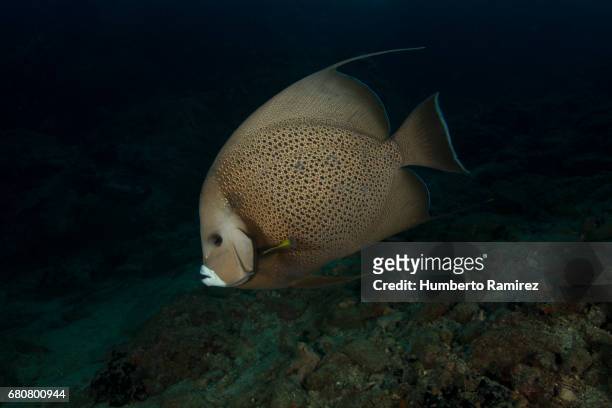 gray angelfish. - gray angelfish fotografías e imágenes de stock