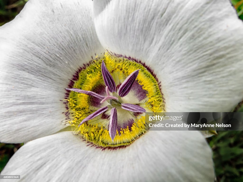 Close Up of Mariposa Flower