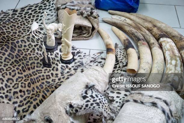 Seized sculptures made from elephant tusks as well as panther skins are presented by Ivory Coast's Ministry of Water and Forests on May 9, 2017 in...
