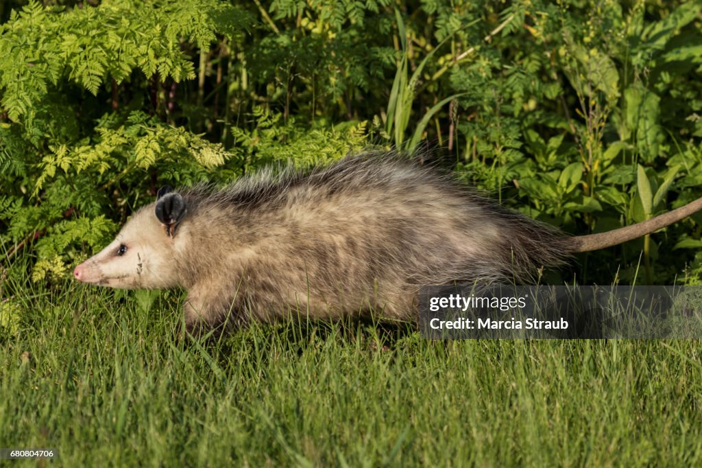 Opossum