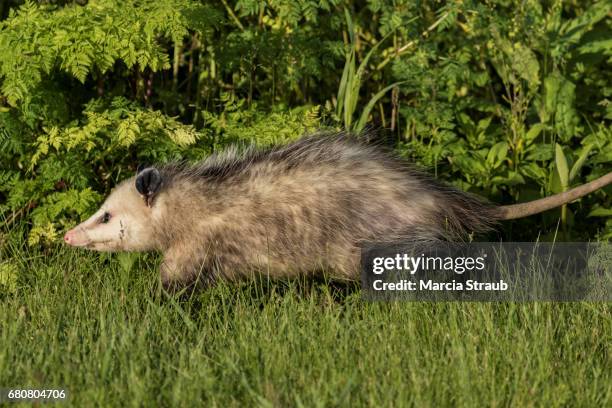 opossum - opossum 個照片及圖片檔