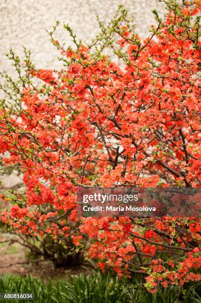 Japanese Quints 191 Japanese Quince Fruit Stock Photos, High-Res Pictures, and Images ...