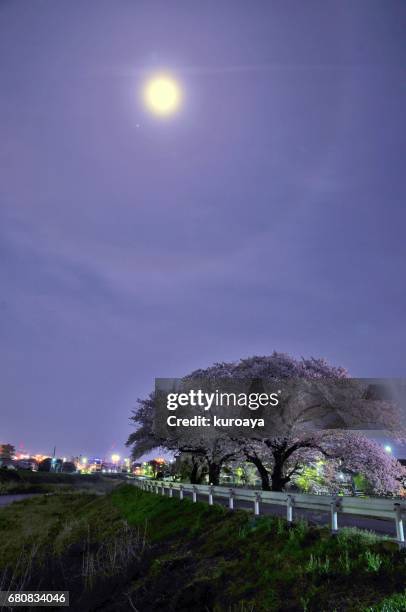 cherry blossom under moon - 月 foto e immagini stock