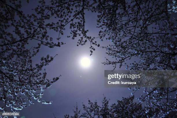 cherry blossom and moon - 月 - fotografias e filmes do acervo