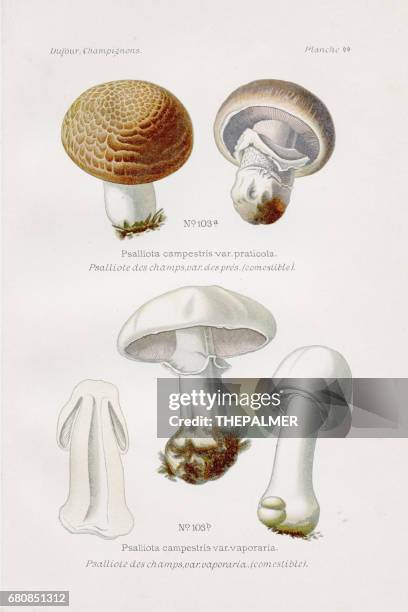 stockillustraties, clipart, cartoons en iconen met agaricus paddenstoel 1891 - white mushroom