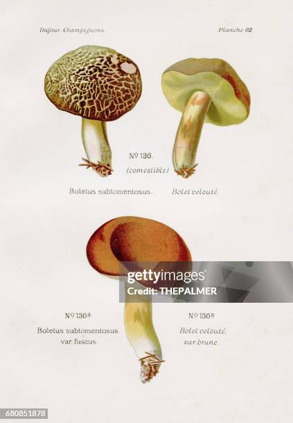 boletus mushroom 1891 - birch bolete stock illustrations