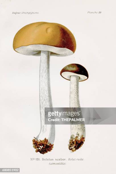 boletus mushrooms 1891 - birch bolete stock illustrations