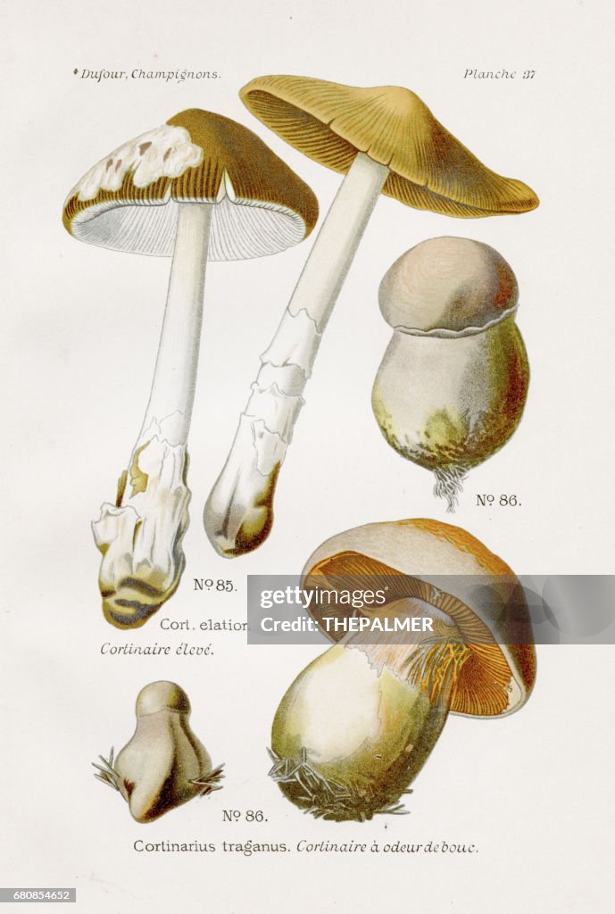 Cortinarius mushroom 1891
