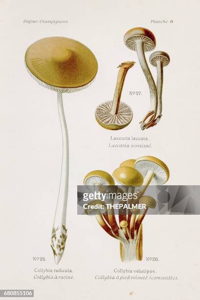 enoki collybia mushroom 1891 - enoki mushroom stock illustrations