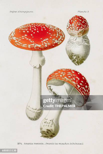 ilustrações de stock, clip art, desenhos animados e ícones de fly agaric mushroom 1891 - cogumelo