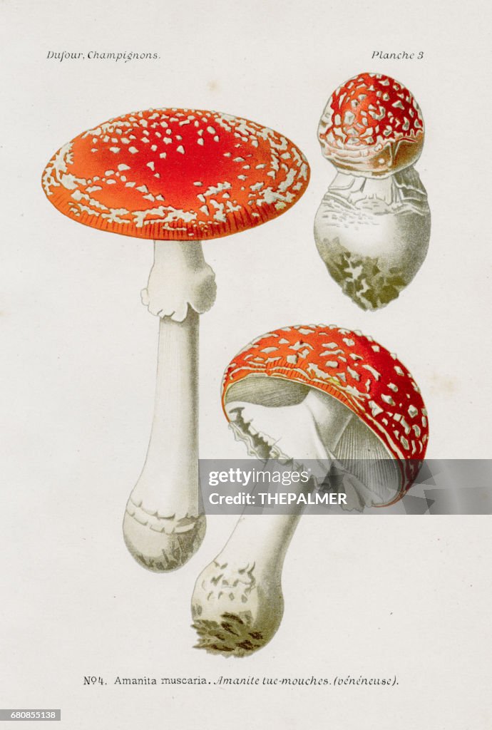 飛木耳蘑菇 1891
