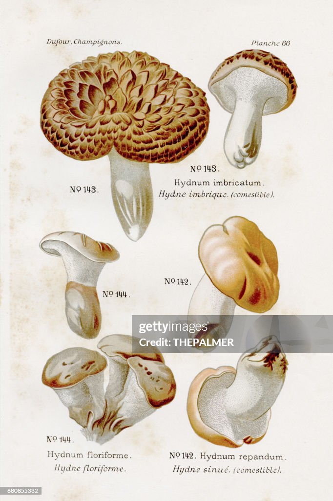 Hedgehog mushroom 1891