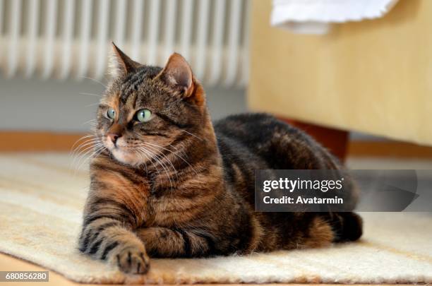 domestic cat - tierisches haar stock pictures, royalty-free photos & images