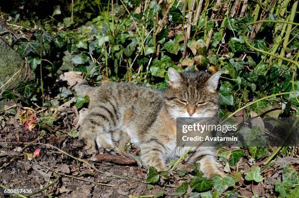 domestic cat - tierisches haar - fotografias e filmes do acervo