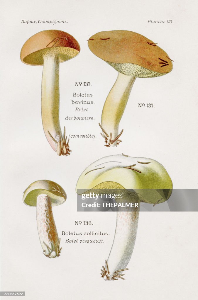Jersey cow mushroom 1891
