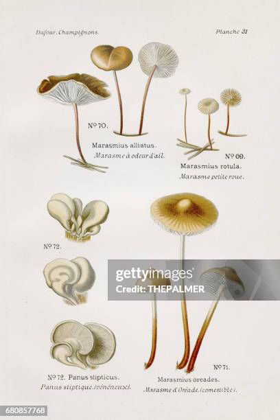 1891 marasmius mushroom - marasmius stock illustrations
