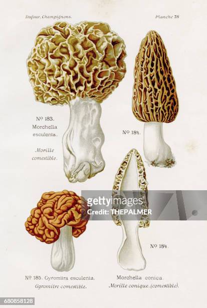 morel mushroom 1891 - morel mushroom stock illustrations