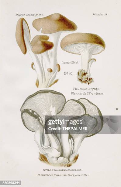 austernpilz 1891 - schwindling stock-grafiken, -clipart, -cartoons und -symbole