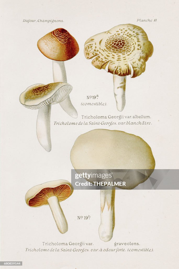 Tricholoma mushroom 1891