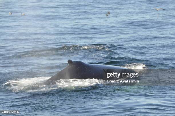 humpback whale - boston - new england - usa - amerikanische kontinente und regionen stockfoto's en -beelden