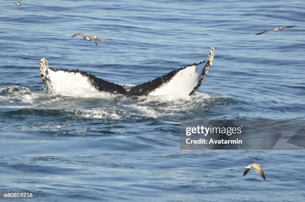 humpback whale - boston - new england - usa - amerikanische kontinente und regionen stockfoto's en -beelden