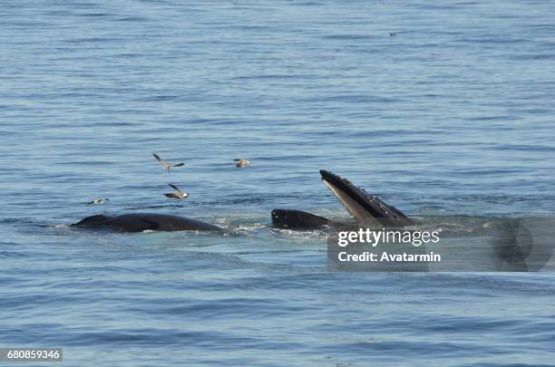 humpback whale - boston - new england - usa - säugetier fotografías e imágenes de stock