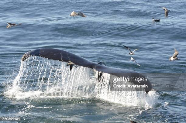 humpback whale - boston - new england - usa - buckelwal stockfoto's en -beelden