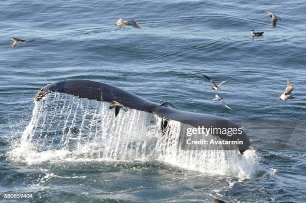 humpback whale - boston - new england - usa - amerikanische kontinente und regionen stockfoto's en -beelden