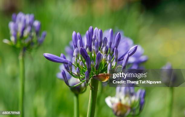 group of young african lily - umbellatus stock pictures, royalty-free photos & images