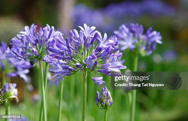 group of african lily - umbellatus stock pictures, royalty-free photos & images