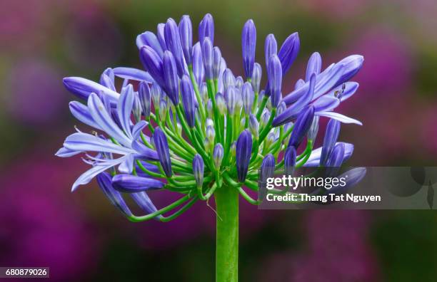 big african lily in sunlight - african lily photos et images de collection