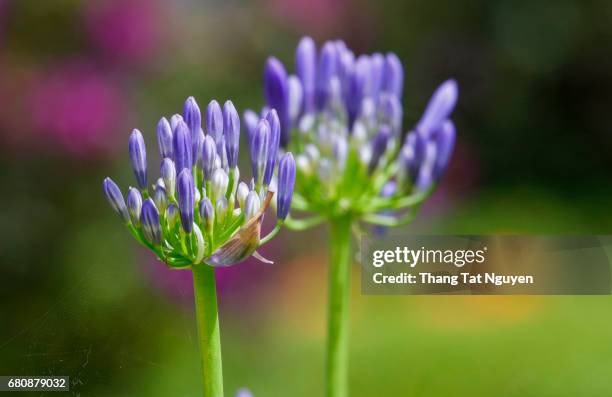young african lily - umbellatus stock pictures, royalty-free photos & images
