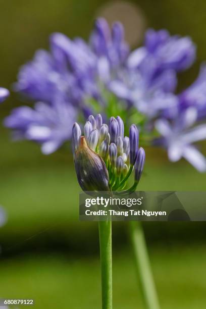 baby african lily in sunlight - umbellatus stock pictures, royalty-free photos & images