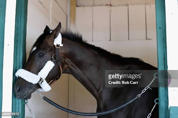 Kentucky Derby winner Always Dreaming looks out from his stall after arriving at Pimlico Race Course for the upcoming Preakness Stakes on May 9, 2017...