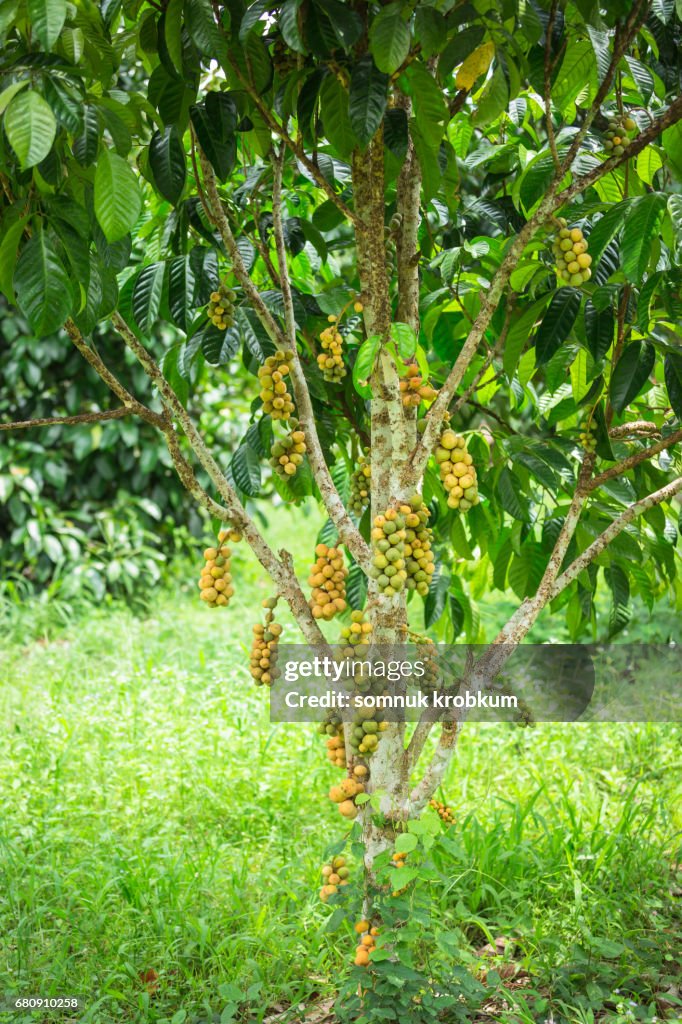 Longkong tree