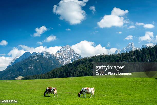 cows eating grass in the swiss alps - château-d'œx - vaud - switzerland - snow on grass imagens e fotografias de stock