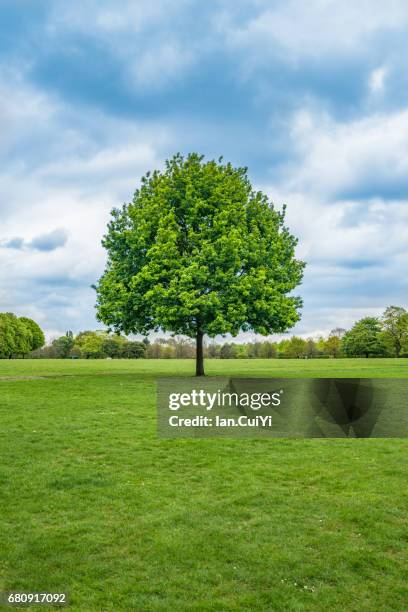 lonely, single tree in the field - single tree foto e immagini stock