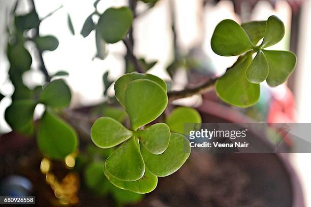 close-up of crassula ovata/jade plant - ovata stock pictures, royalty-free photos & images