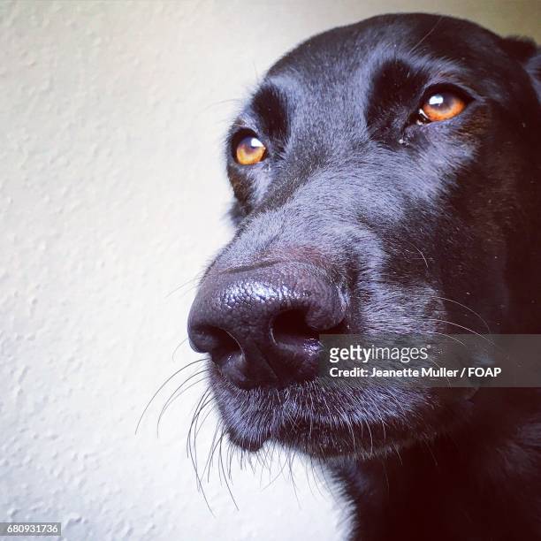 close-up of black labrador - animal head on wall stock pictures, royalty-free photos & images