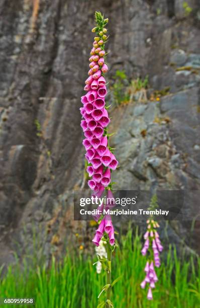 tall pink foxglove flower blooming in france - vingerhoedskruid stockfoto's en -beelden