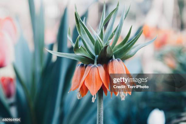 orange crown imperial flowers (fritillaria imperialis) - imperialism foto e immagini stock