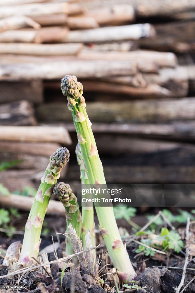 Asparagus growing in garden