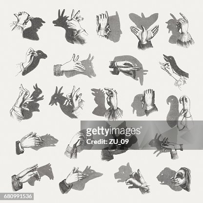 492 Rabbit Shadow Photos and Premium High Res Pictures - Getty Images