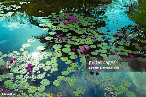 water lilies, langkawi, malaysia - lelie stockfoto's en -beelden
