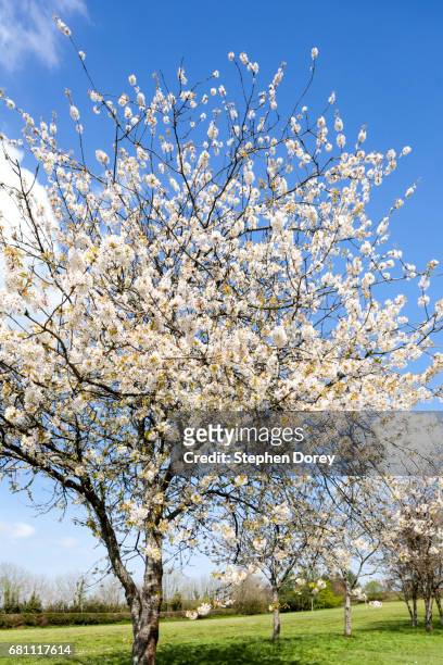 white cherry blossom in springtime beside wimbleball lake, somerset uk - brompton regis stockfoto's en -beelden